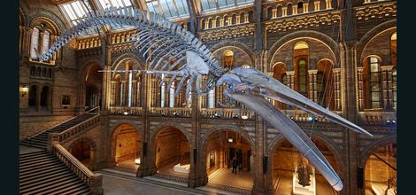 Natural History Museum